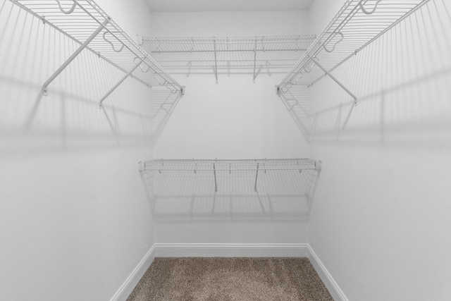 walk in closet featuring carpet flooring