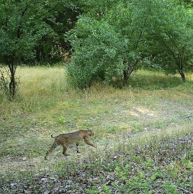 view of nature