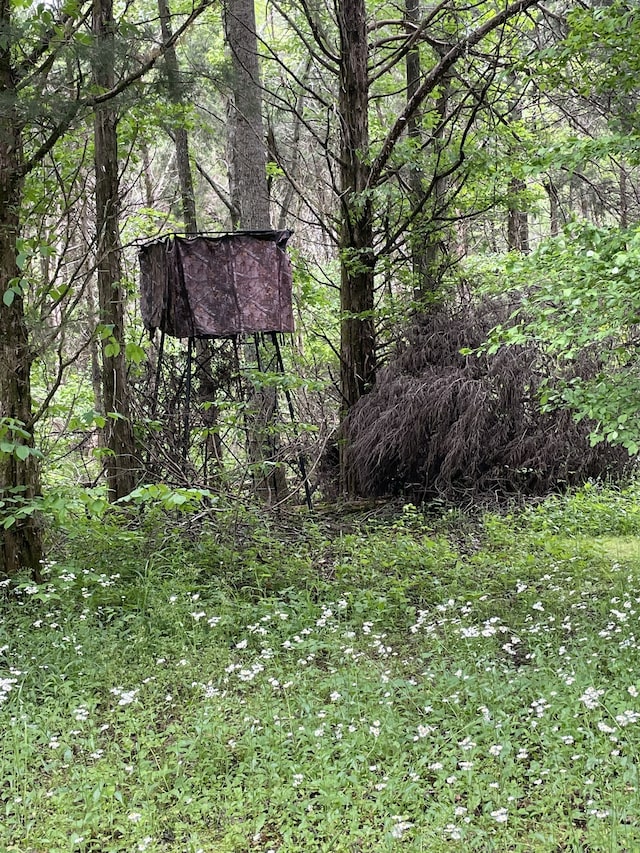 view of local wilderness