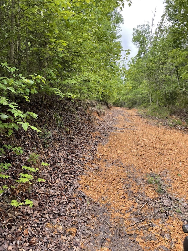 view of local wilderness