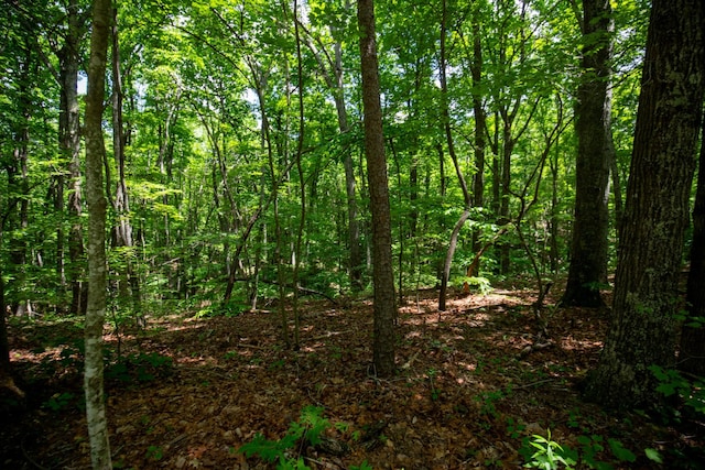 view of local wilderness