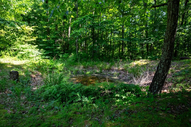 view of local wilderness