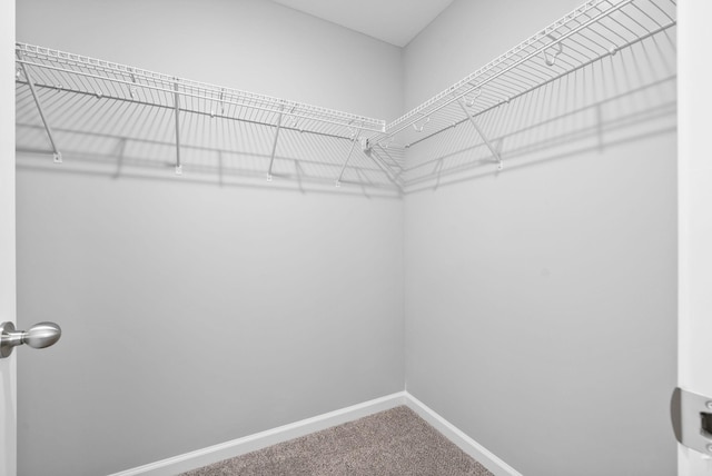 walk in closet featuring carpet floors