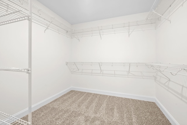 spacious closet featuring carpet floors