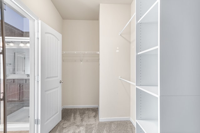 spacious closet featuring carpet flooring