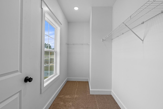 walk in closet with carpet flooring