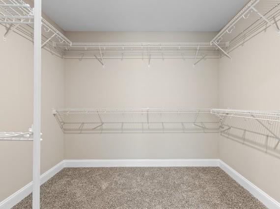 spacious closet featuring carpet flooring