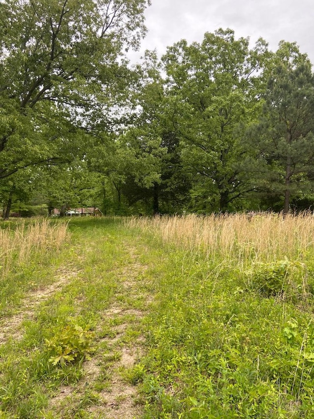 view of local wilderness