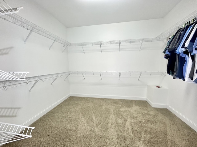 walk in closet with carpet