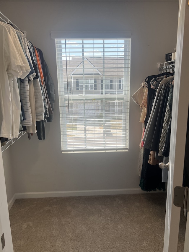 walk in closet with carpet flooring