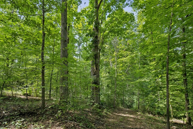 view of local wilderness