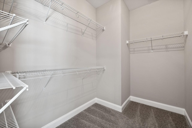 spacious closet featuring carpet floors