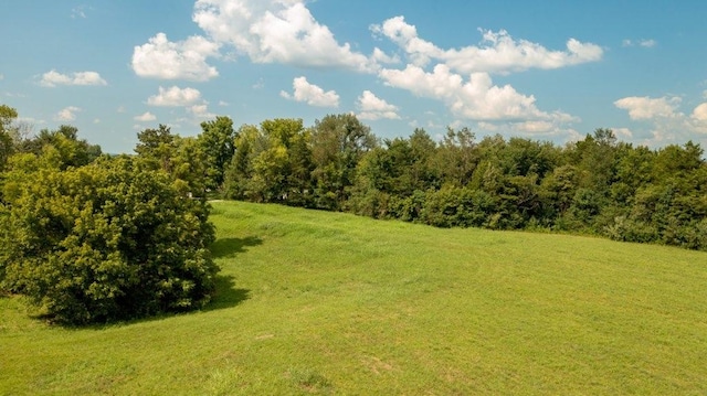 view of local wilderness