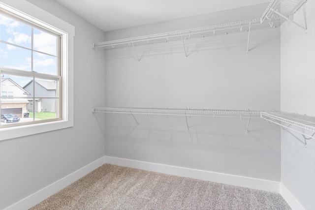 walk in closet with carpet floors