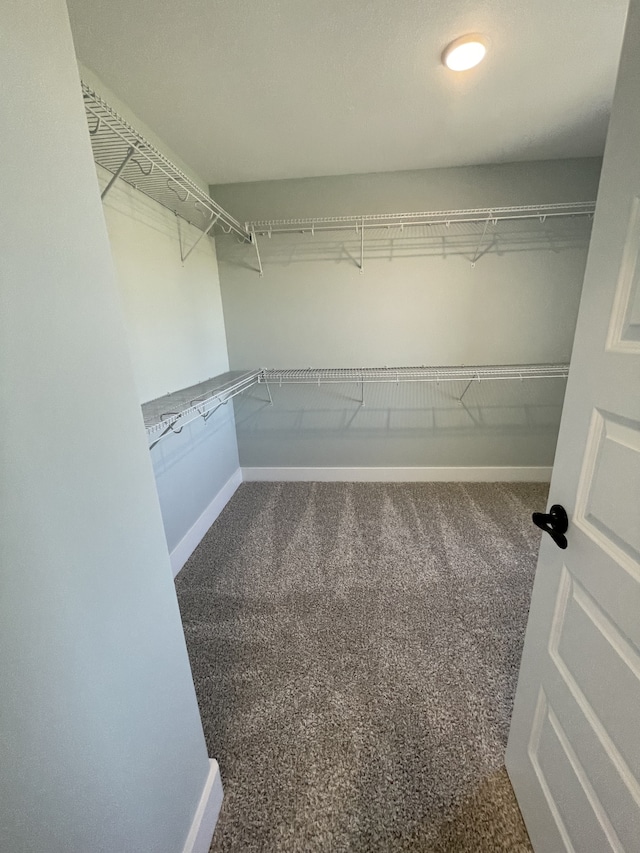 spacious closet featuring carpet floors