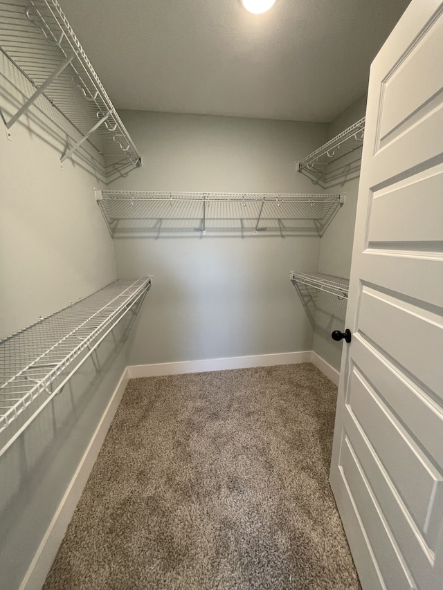 walk in closet with carpet flooring