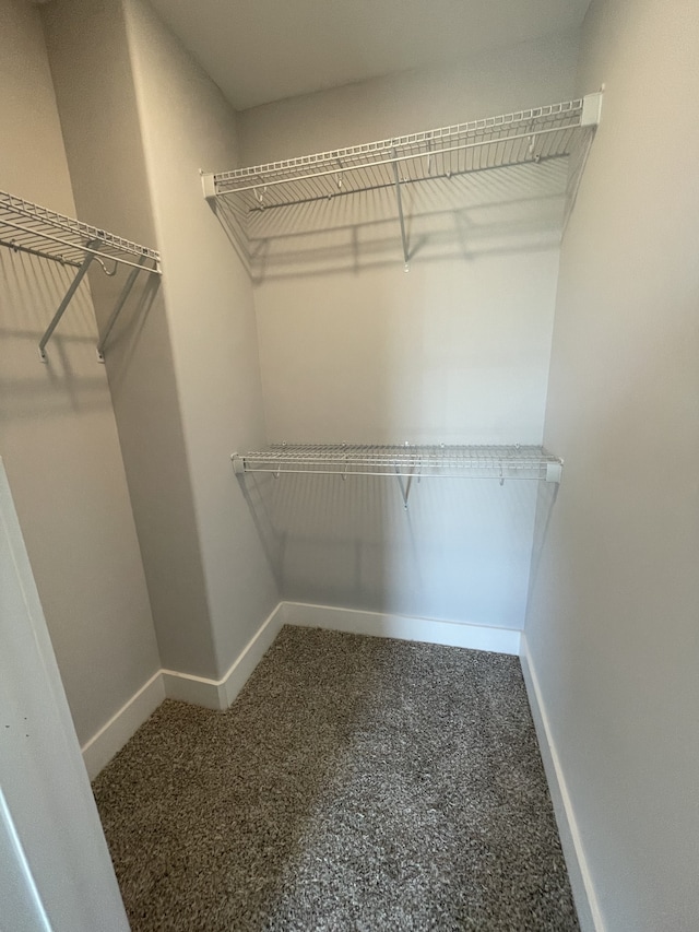 walk in closet featuring carpet flooring