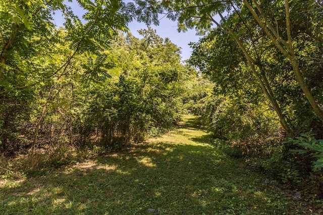 view of local wilderness