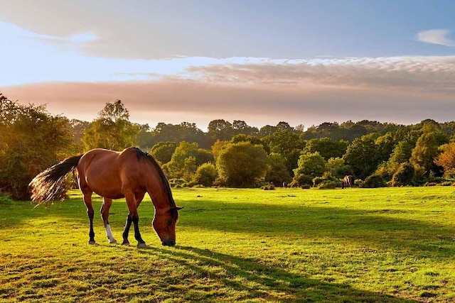 view of property's community with a rural view and a lawn