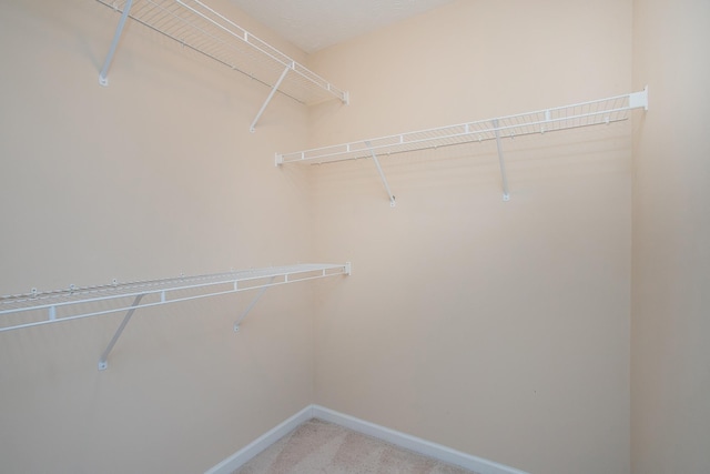 walk in closet featuring carpet flooring