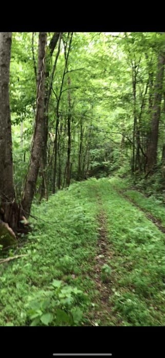 view of local wilderness featuring a wooded view