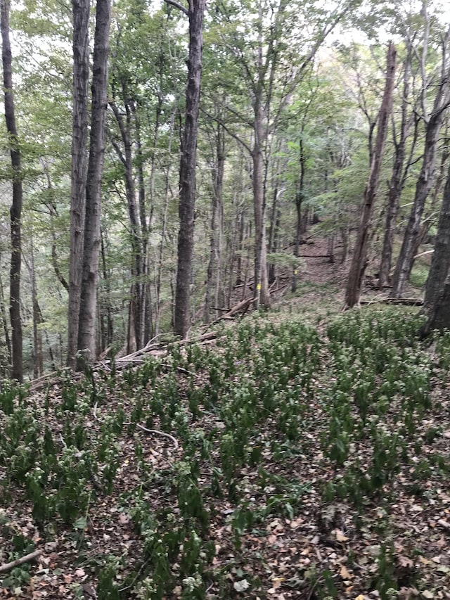 view of nature featuring a forest view