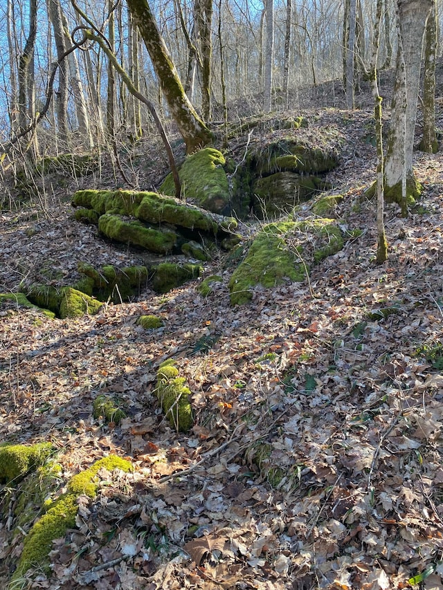 view of local wilderness featuring a wooded view