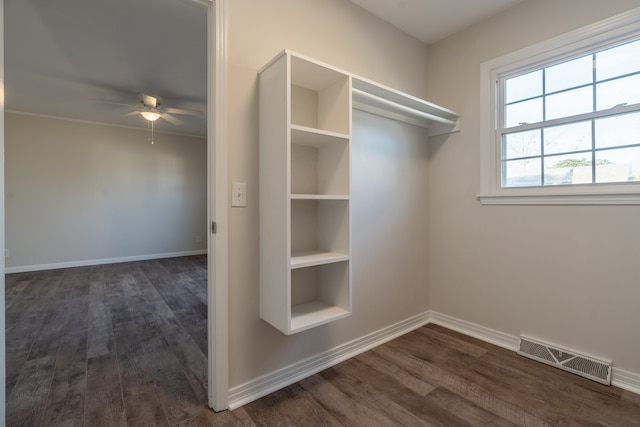 spacious closet featuring ceiling fan and dark hardwood / wood-style flooring