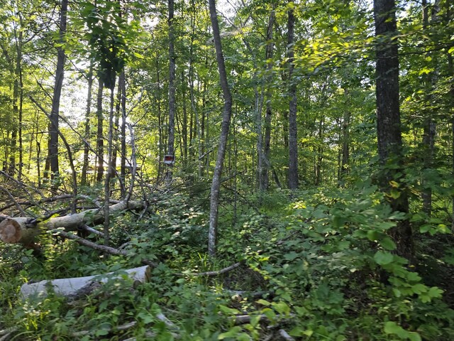 2185 Northcutts Cove Rd, Beersheba Springs, TN 37305 - photo 24