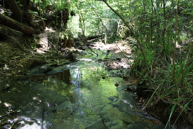 view of nature