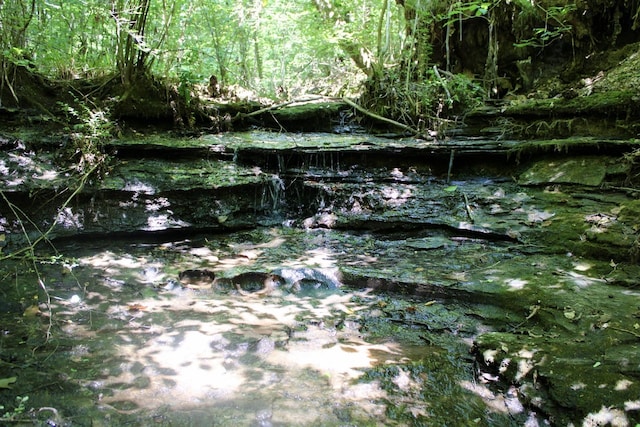 view of local wilderness