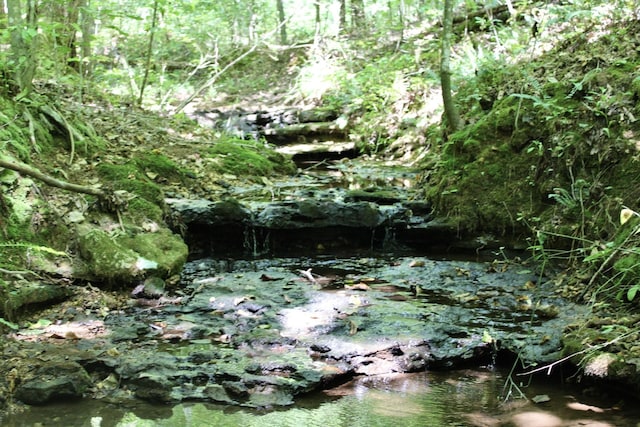 view of local wilderness