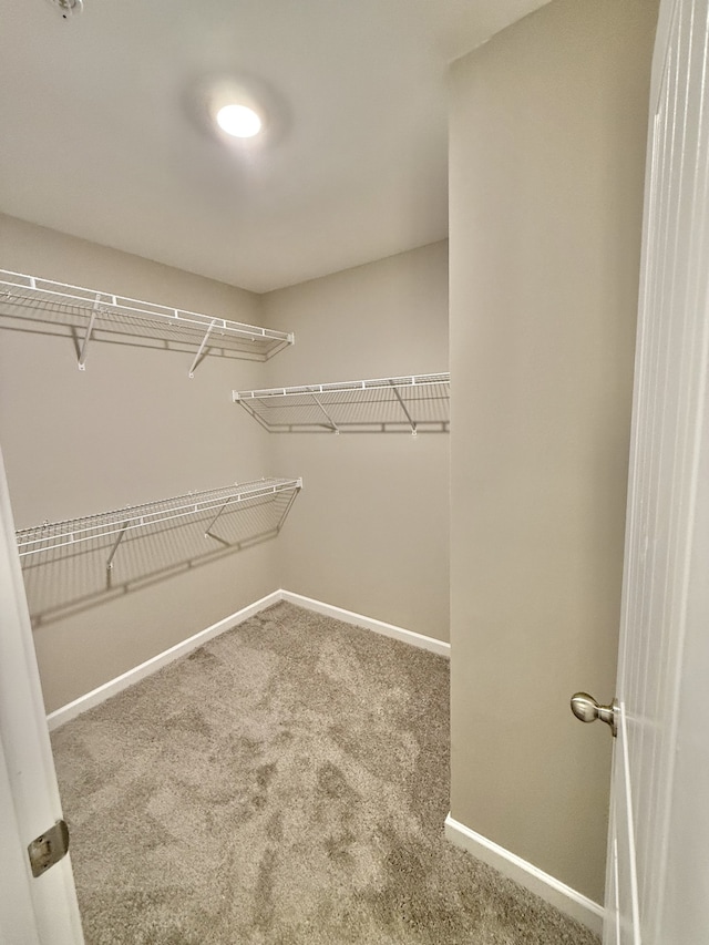 spacious closet featuring carpet floors