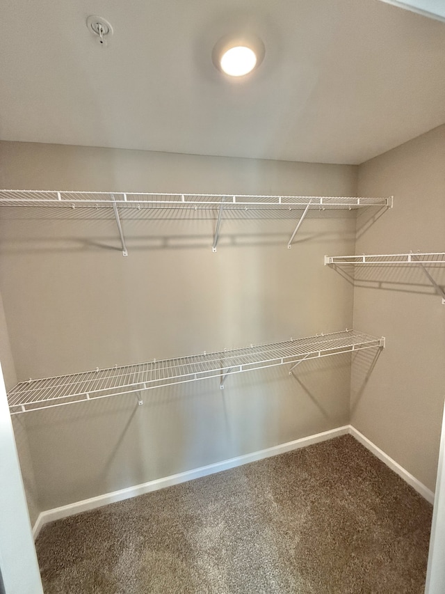 spacious closet with carpet flooring