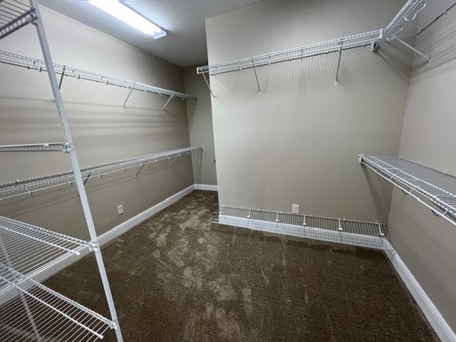 walk in closet featuring carpet