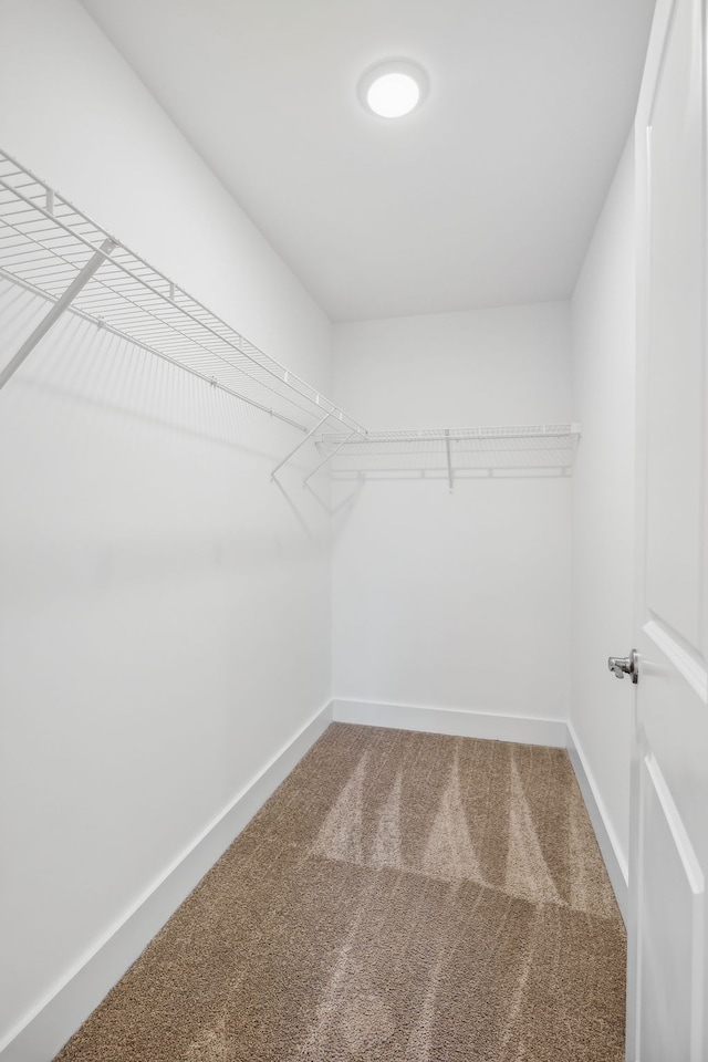 walk in closet featuring carpet flooring