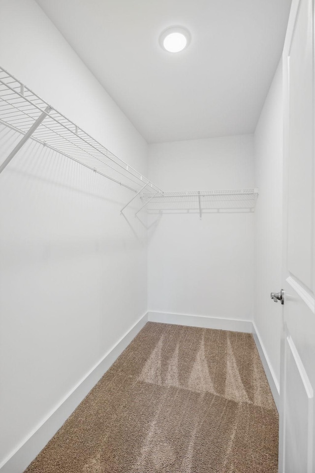 spacious closet featuring carpet