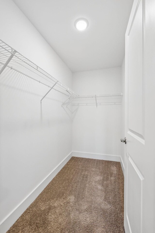 walk in closet with carpet floors