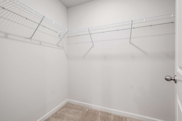 spacious closet featuring carpet floors