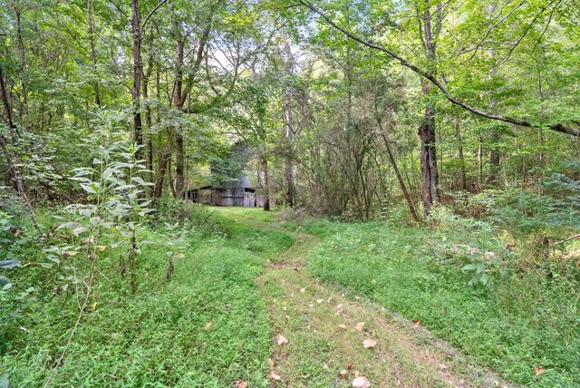 view of local wilderness