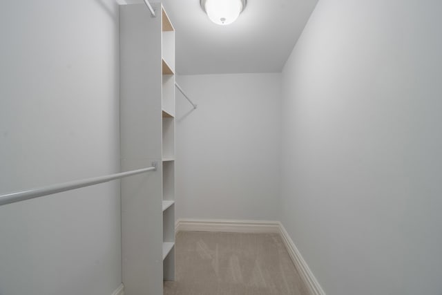 walk in closet featuring carpet flooring