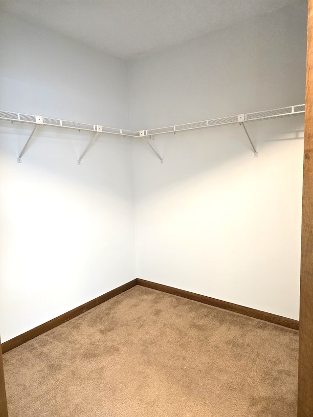 walk in closet featuring carpet flooring