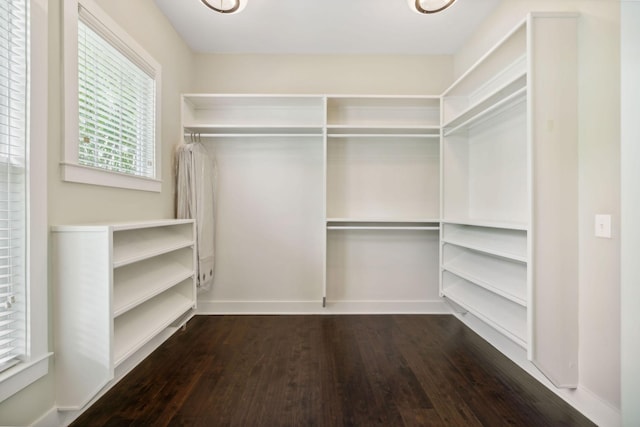 spacious closet featuring dark wood-style floors