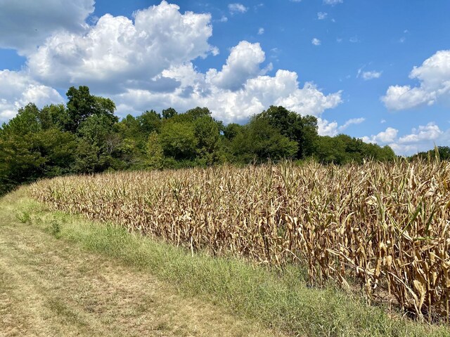 view of local wilderness