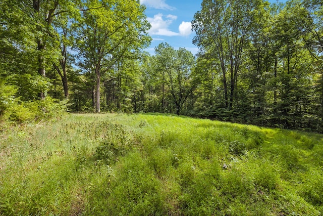 view of local wilderness