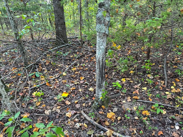 944 Shoal Bluff Rd, Minor Hill, TN 38473 - photo 24