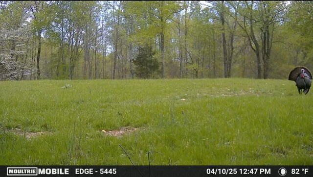 944 Shoal Bluff Rd, Minor Hill, TN 38473 - photo 54