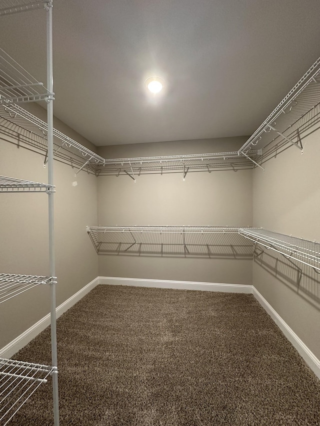 walk in closet with carpet flooring