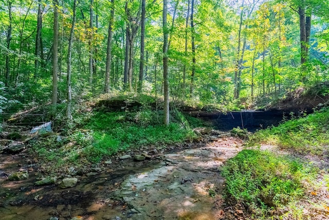 view of local wilderness