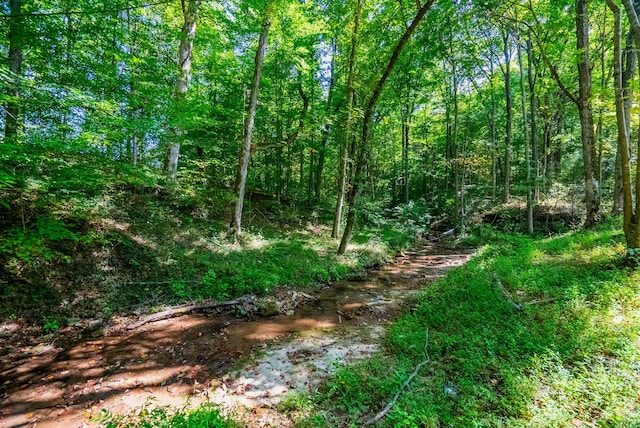 view of local wilderness